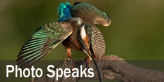 www.faceinews.com